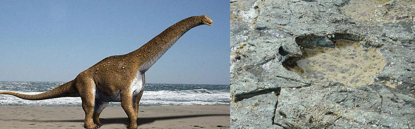 early sauropod and a newly discovered footprint