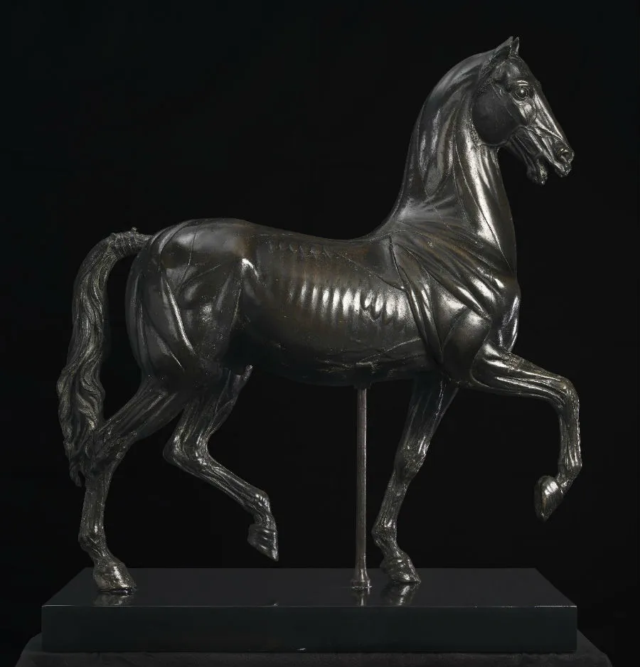 Anatomical Figure of a Horse