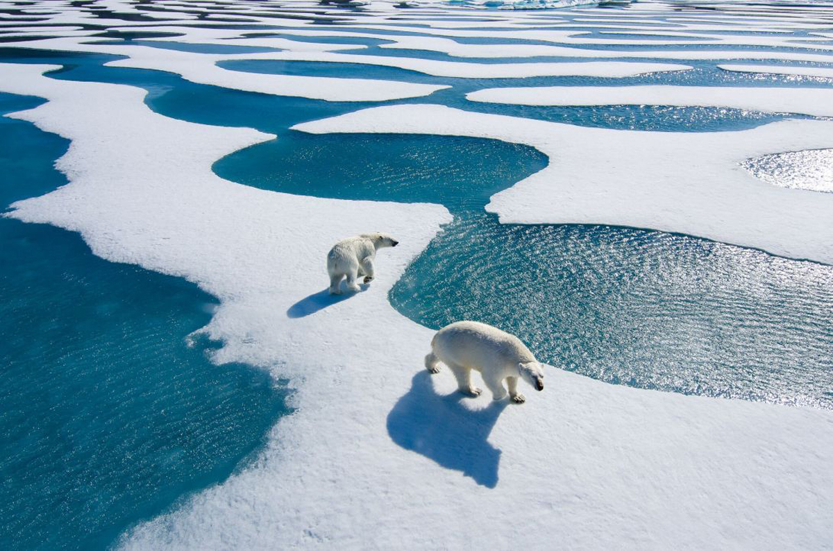 Team Shrub Arctic from Above : Wildlife