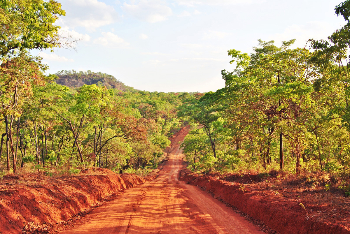 roadway through a forest in mozambique